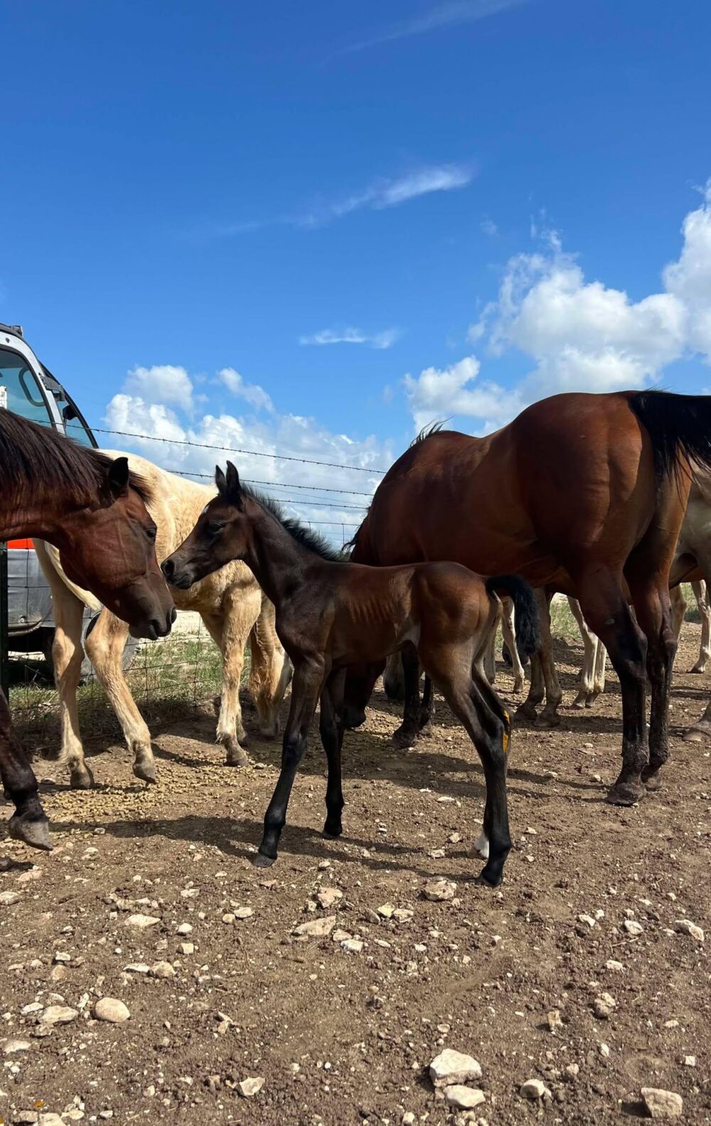 2024 AQHA bay (gray) colt “MCM Billy Playgun” X “MCM Slick Lights” - Image 2