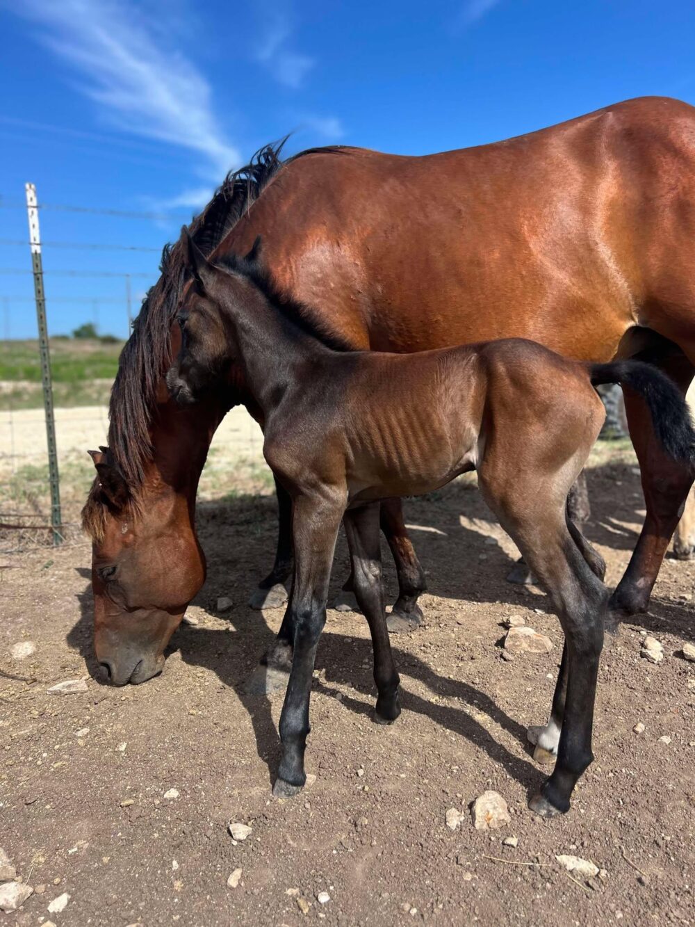 2024 AQHA bay (gray) colt “MCM Billy Playgun” X “MCM Slick Lights” - Image 3