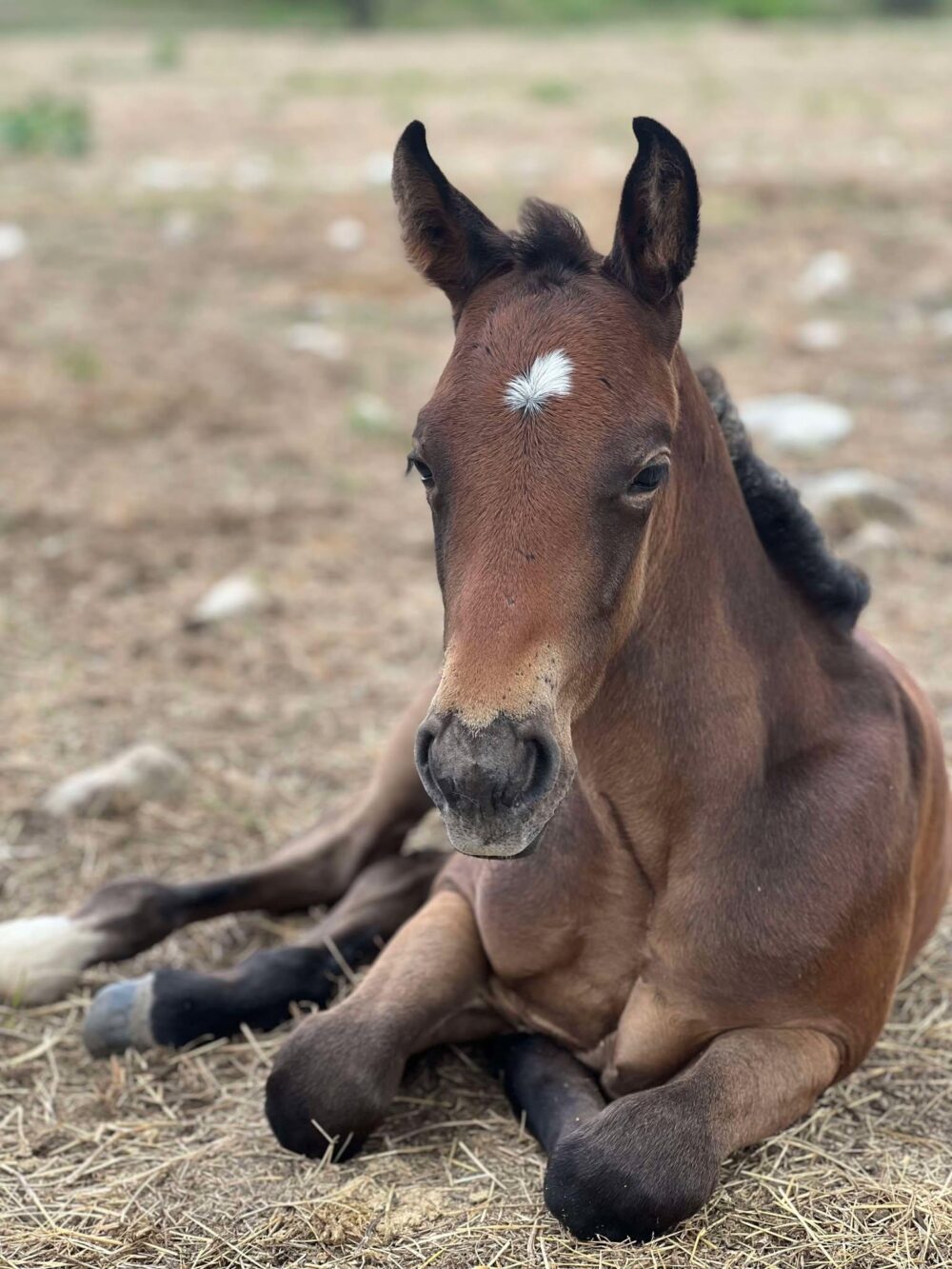 2024 AQHA bay (gray) colt “MCM Billy Playgun” X “MCM Slick Lights”