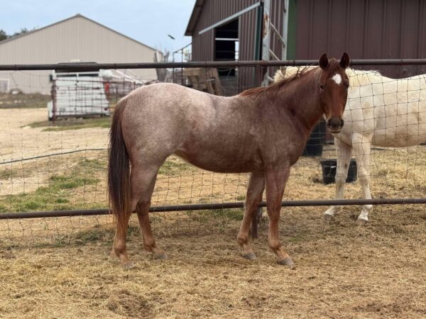 Miss Lena Chickasha