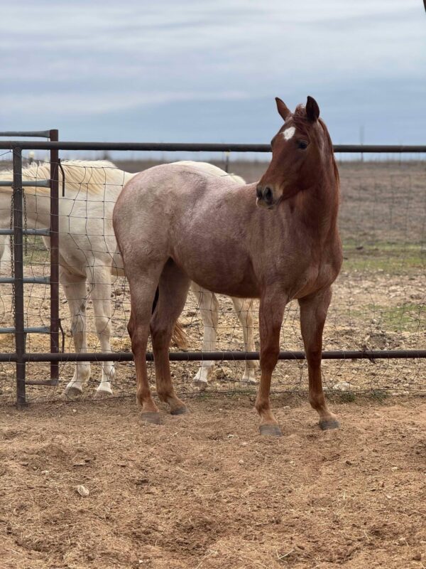 Miss Lena Chickasha - Image 4