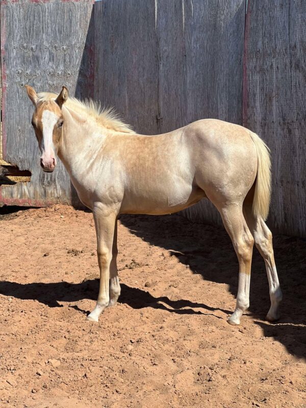 2024 AQHA palomino roan colt “Cat Smart Boonsmal” X “Major Peptalk”