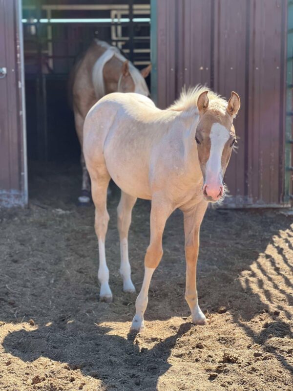 2024 AQHA palomino roan colt “Cat Smart Boonsmal” X “Major Peptalk” - Image 3