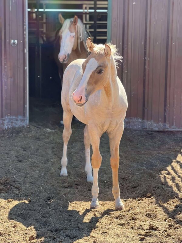 2024 AQHA palomino roan colt “Cat Smart Boonsmal” X “Major Peptalk” - Image 2