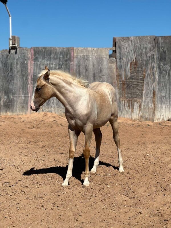 2024 AQHA palomino roan colt “Cat Smart Boonsmal” X “Major Peptalk” - Image 4