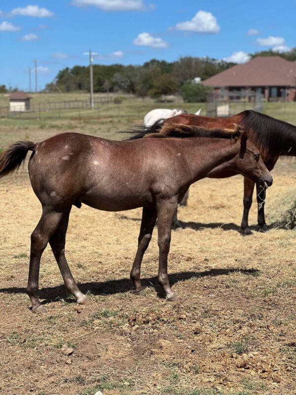 2024 AQHA sorrel (grey) colt “MCM Billy Playgun” X “Slick Lillie”