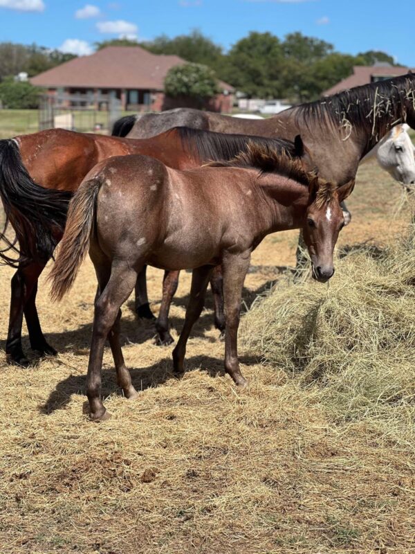 2024 AQHA sorrel (grey) colt “MCM Billy Playgun” X “Slick Lillie” - Image 2