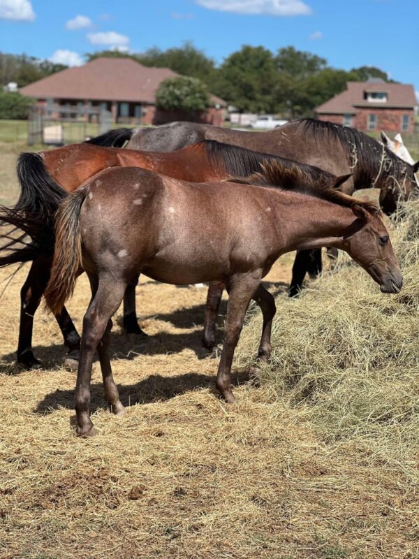 2024 AQHA sorrel (grey) colt “MCM Billy Playgun” X “Slick Lillie” - Image 3