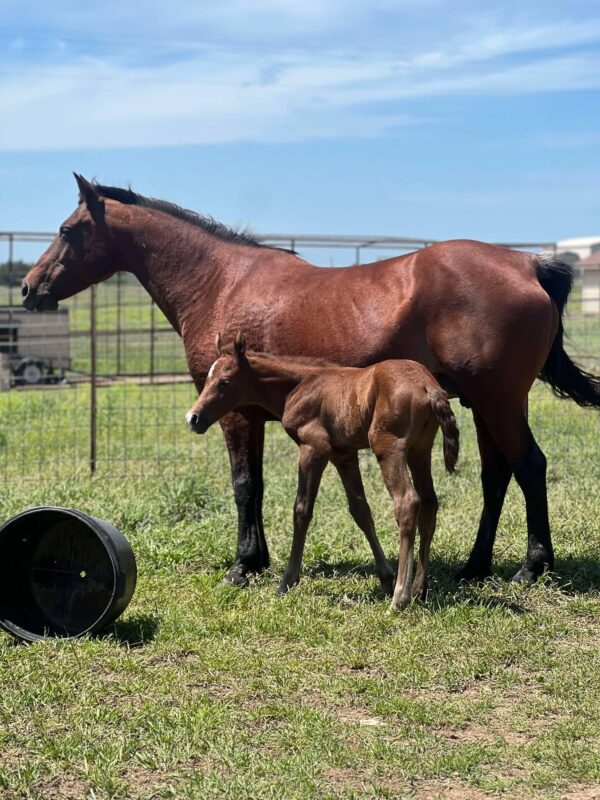 2024 AQHA sorrel (grey) colt “MCM Billy Playgun” X “Slick Lillie” - Image 4