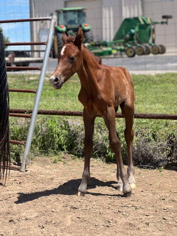 2024 AQHA sorrel (grey) colt “MCM Billy Playgun” X “Slick Lillie” - Image 5