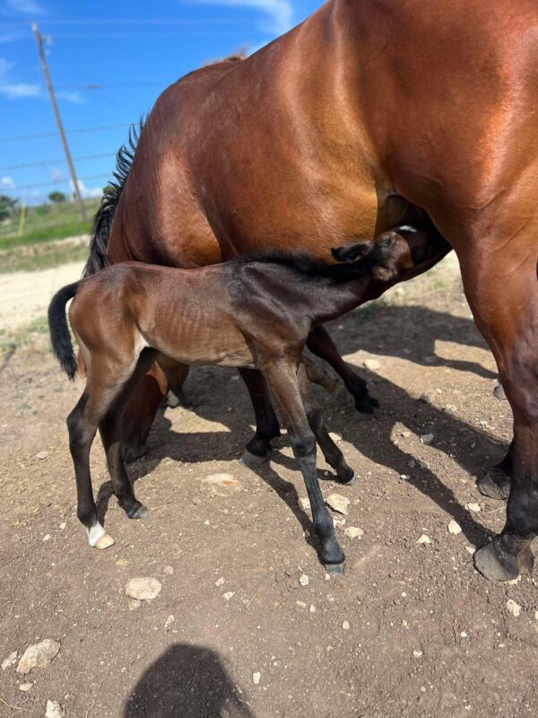 2024 AQHA bay (gray) colt “MCM Billy Playgun” X “MCM Slick Lights” - Image 4