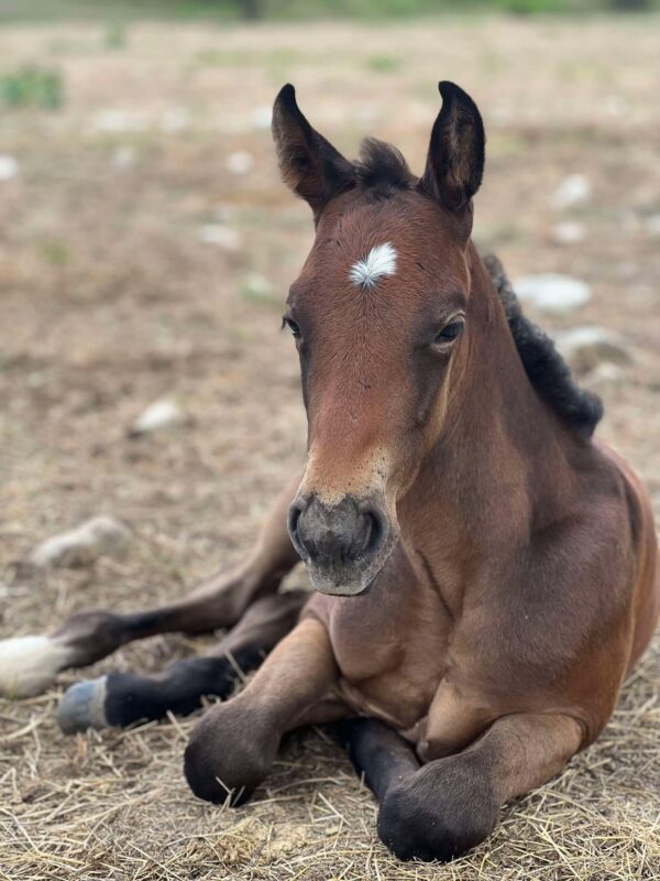 2024 AQHA bay (gray) colt “MCM Billy Playgun” X “MCM Slick Lights”