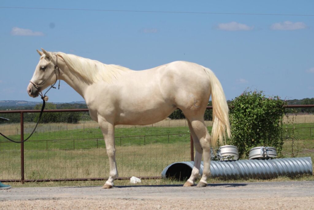 MCM Gold Lady - Mcmullin Ranch