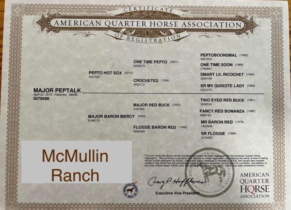 “Major Peptalk” AQHA & APHA