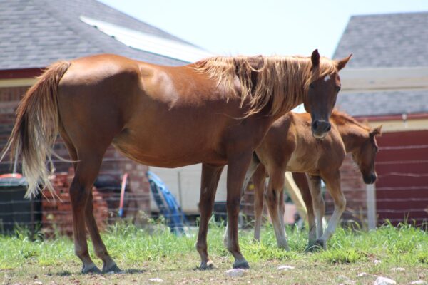 “TH Jakd The Codes” AQHA - Image 3