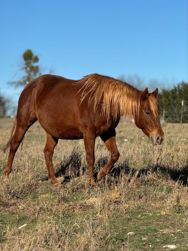“TH Jakd The Codes” AQHA - Image 2