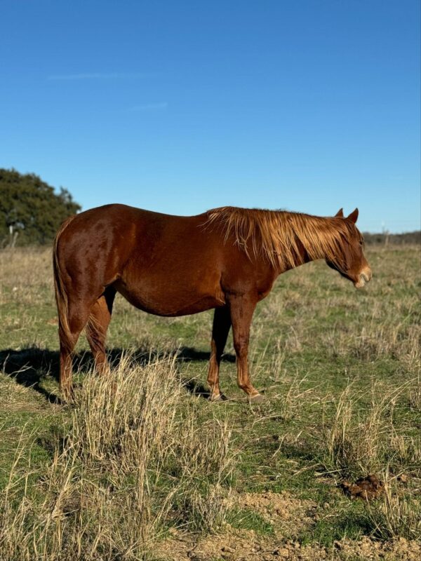 “TH Jakd The Codes” AQHA