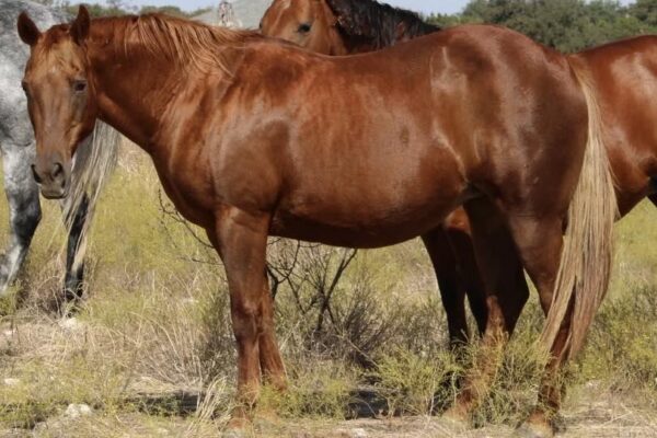 “Peppy Down Olena” AQHA - Image 3