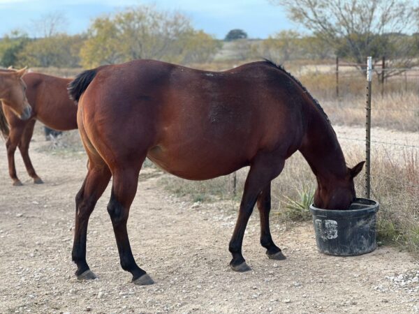 “Pepsi With A Twist” AQHA