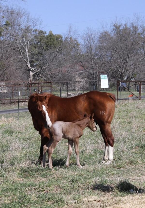 “HR Payin Nikita” AQHA - Image 2