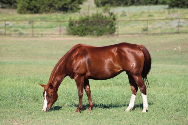 “HR Payin Nikita” AQHA