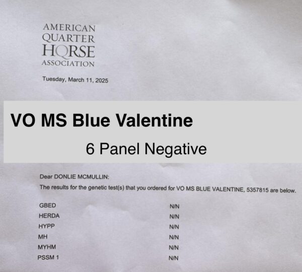 “VO Ms Blue Valentine” AQHA - Image 2