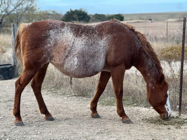 “Peppy San Sugar” APHA
