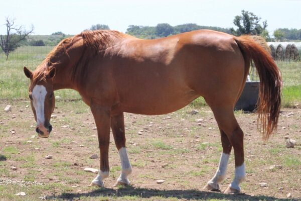“Shessoreba” APHA