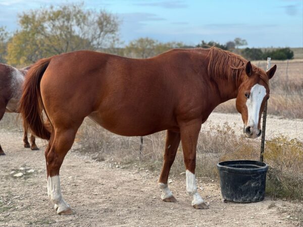“Shessoreba” APHA - Image 2