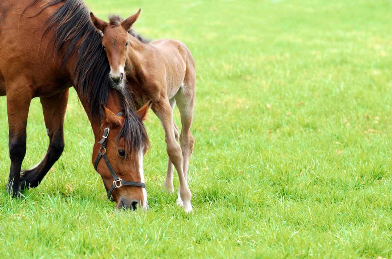 Quarter Horse vs. Thoroughbred