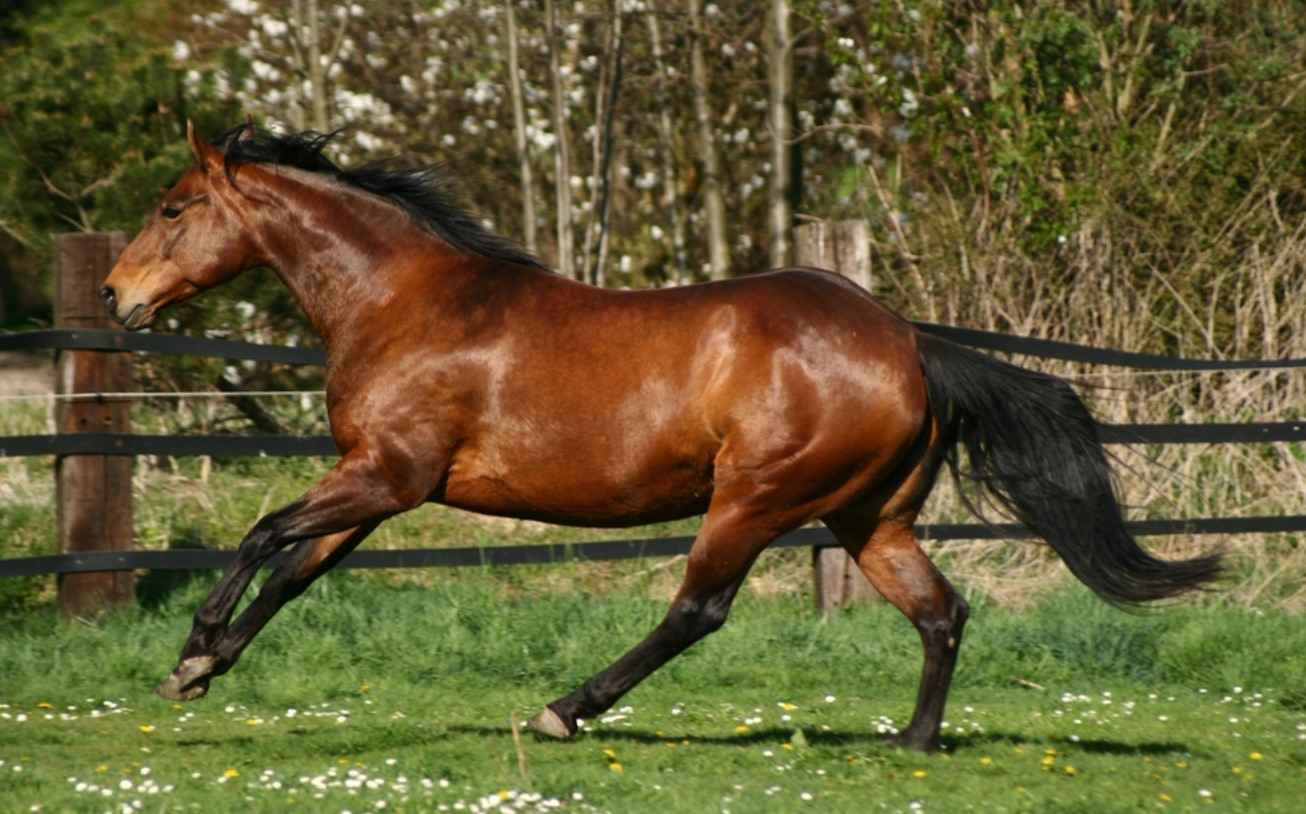 Quarter Horse