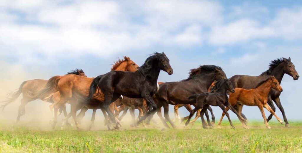 Ranch Horse in Texas