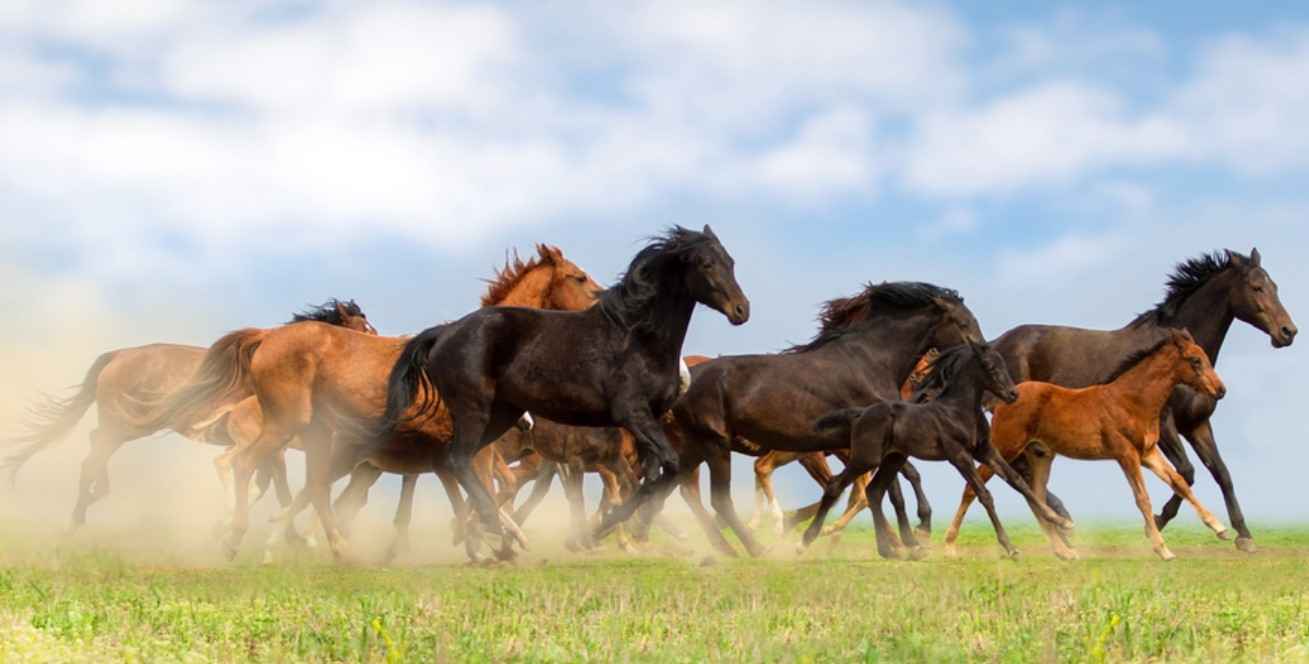 Ranch Horse in Texas