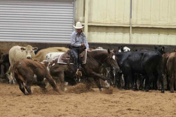 “She Commands Shine” AQHA - Image 3