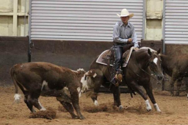 “She Commands Shine” AQHA - Image 4