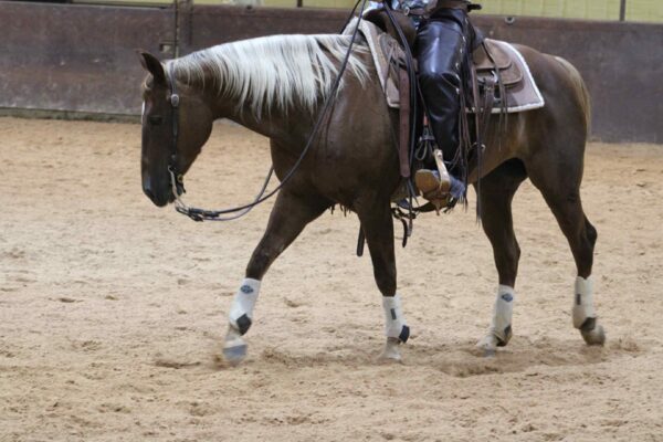 “She Commands Shine” AQHA - Image 5