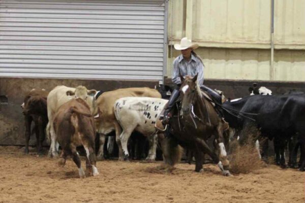 “She Commands Shine” AQHA - Image 6