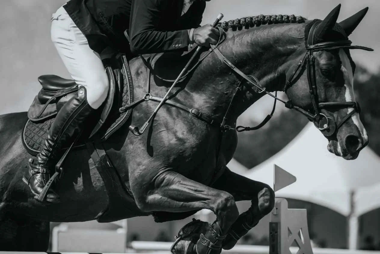 Young Performance Horses